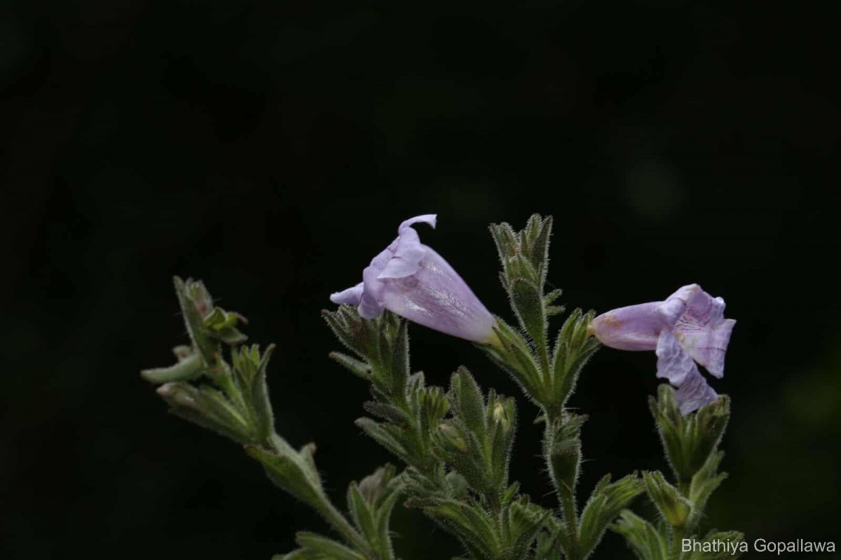 Strobilanthes nockii Trimen