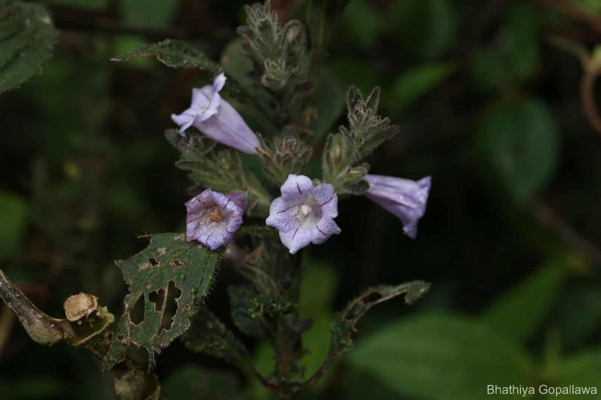 Strobilanthes nockii Trimen