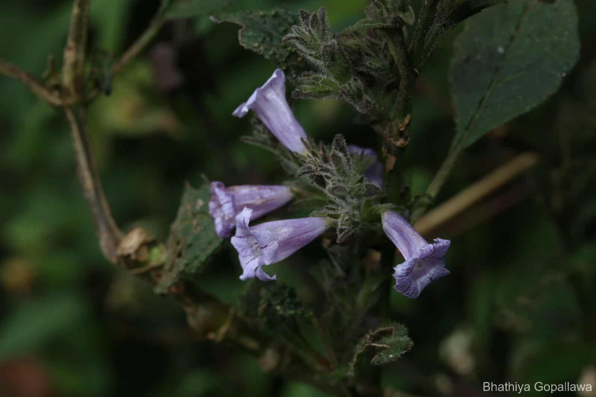 Strobilanthes nockii Trimen