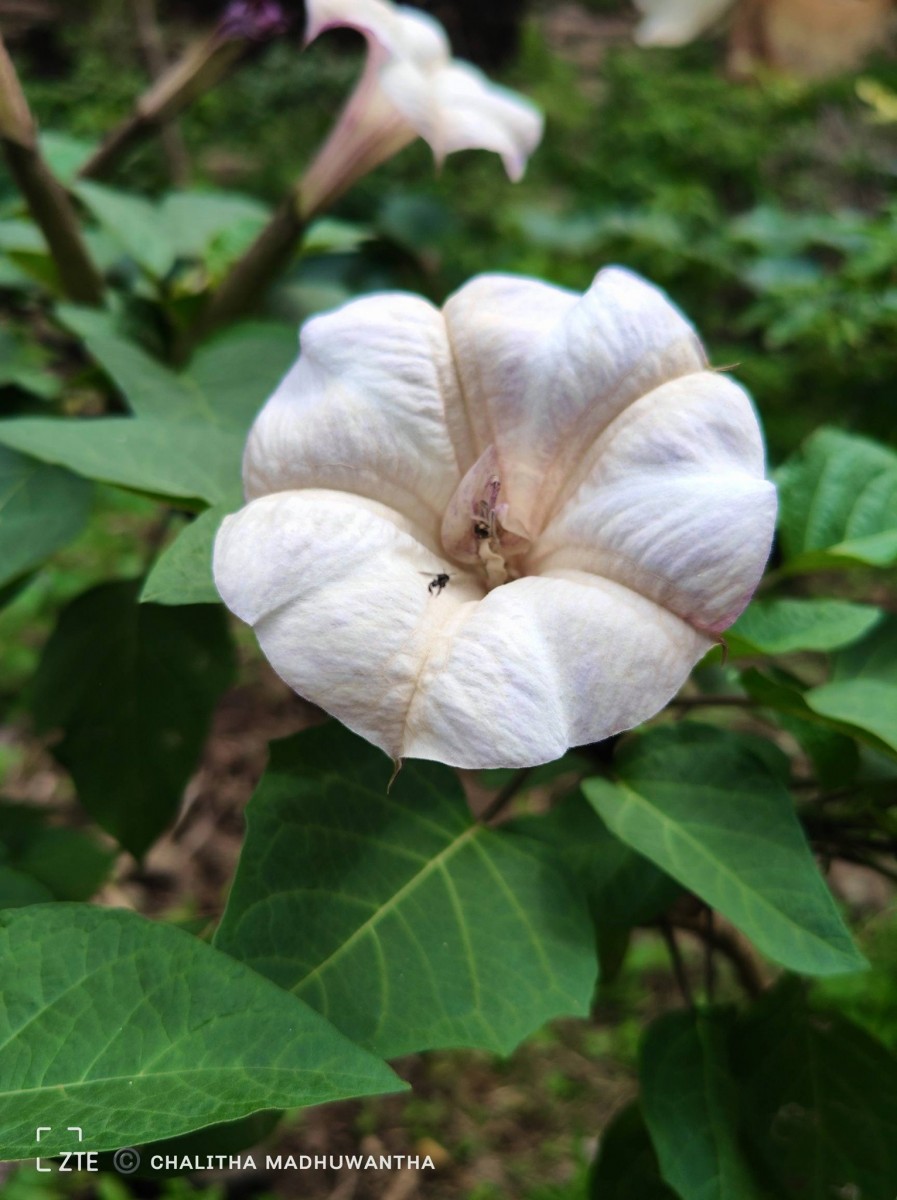 Datura metel L.