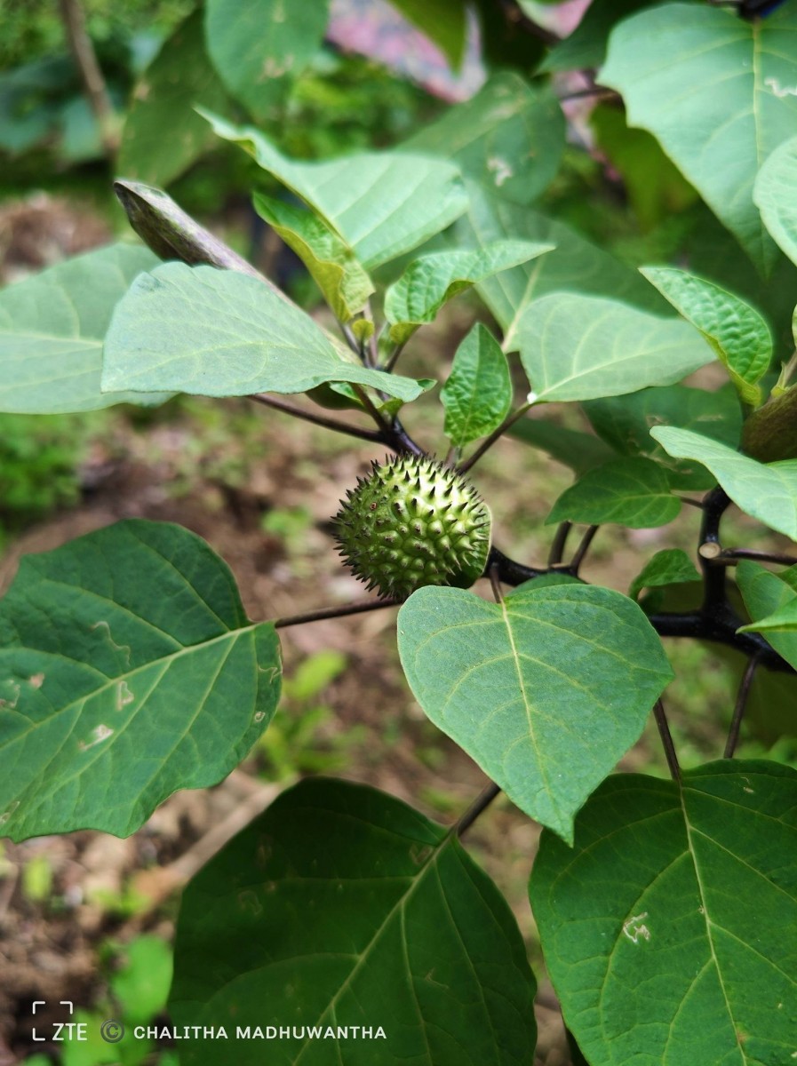 Datura metel L.