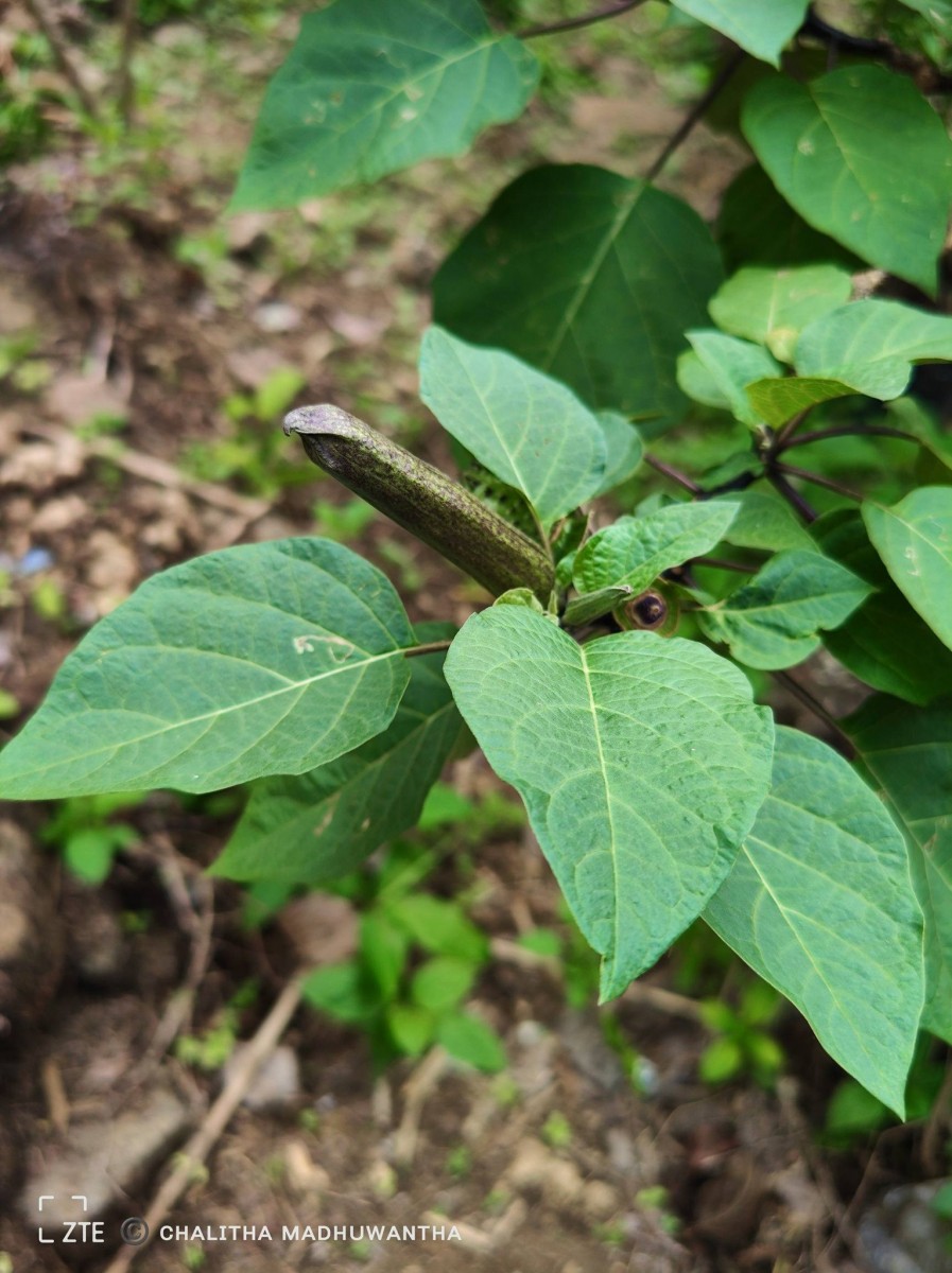 Datura metel L.