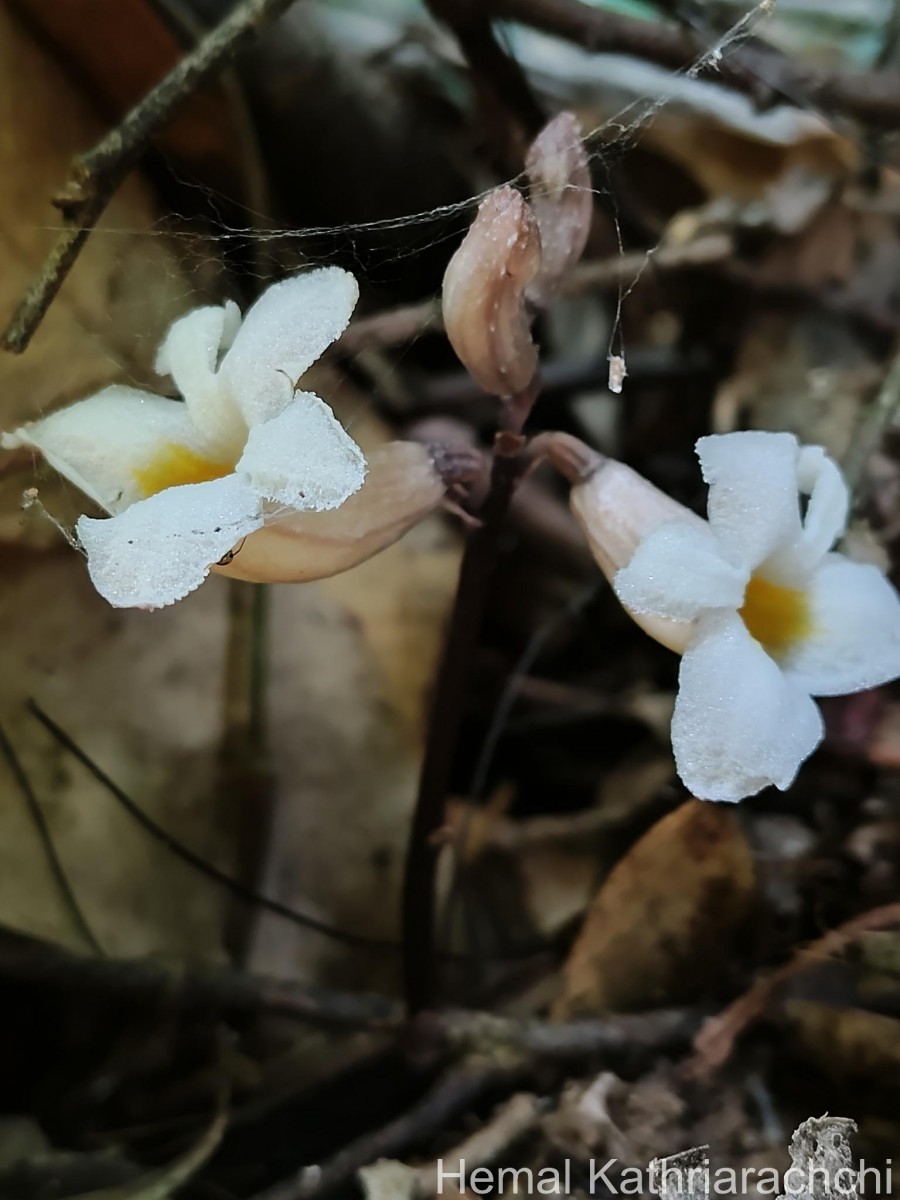 Gastrodia gunatillekeorum Bandara, Priyankara & Kumar