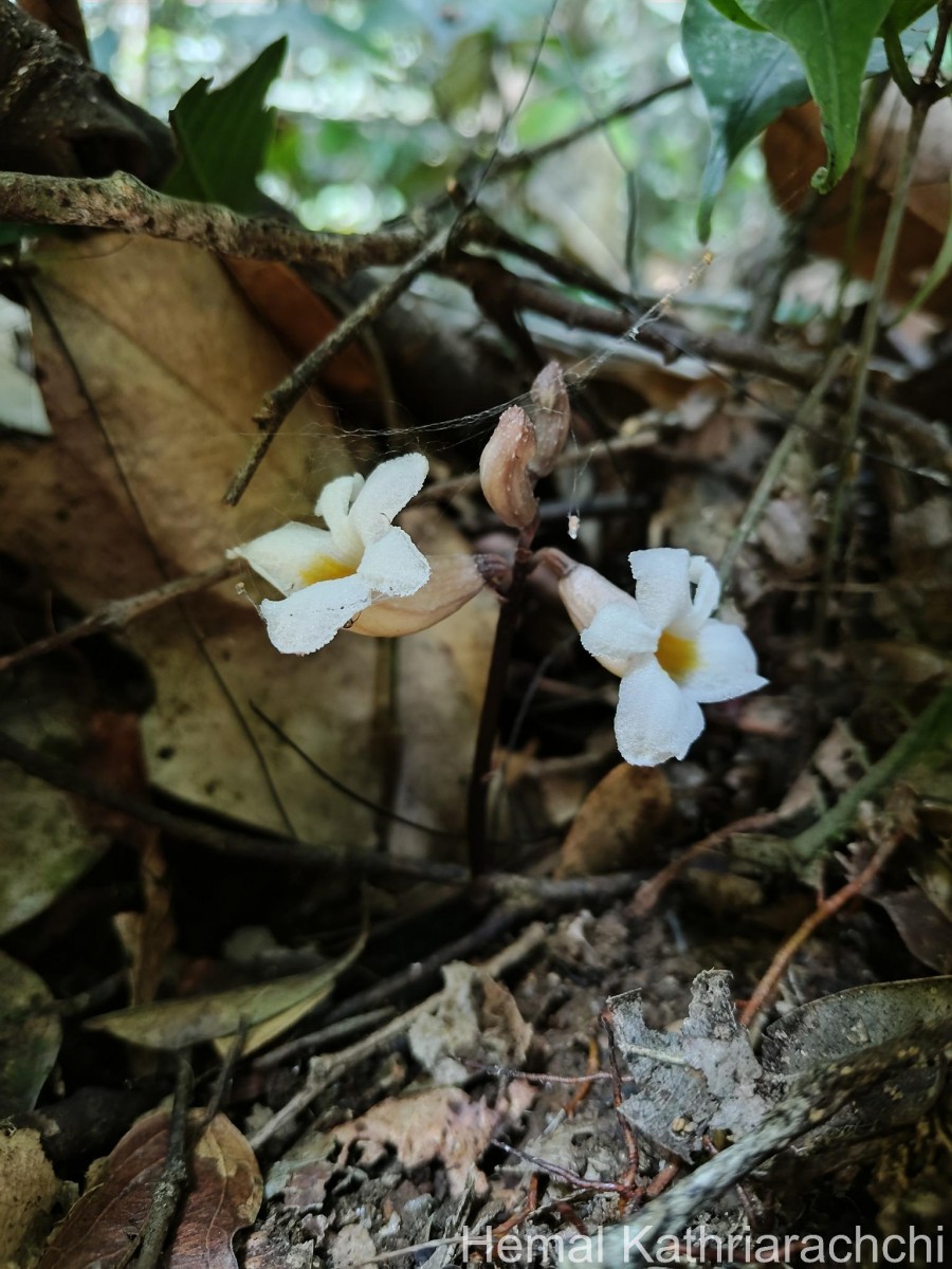 Gastrodia gunatillekeorum Bandara, Priyankara & Kumar