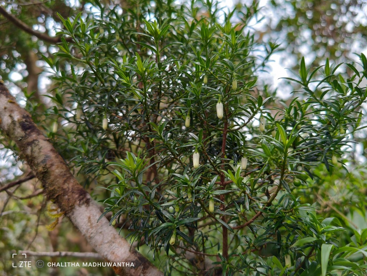 Gaertnera ternifolia Thwaites