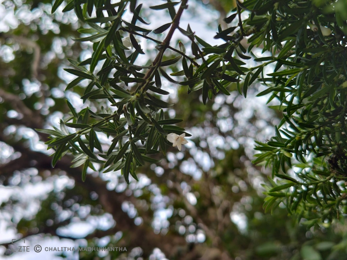 Gaertnera ternifolia Thwaites