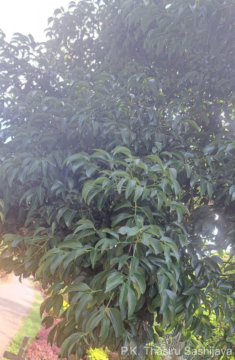 Cinnamomum citriodorum Thwaites