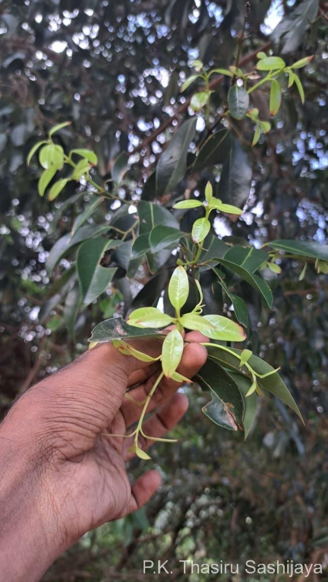 Cinnamomum citriodorum Thwaites