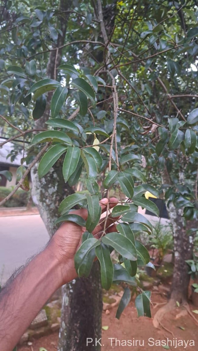 Cinnamomum citriodorum Thwaites