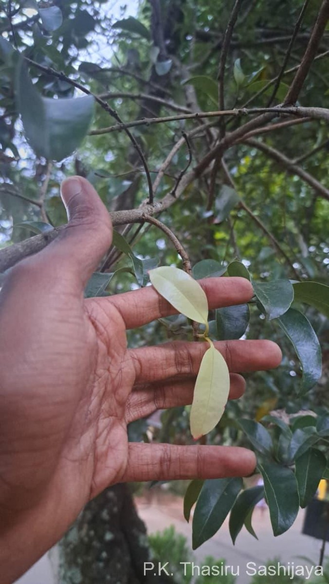 Cinnamomum citriodorum Thwaites