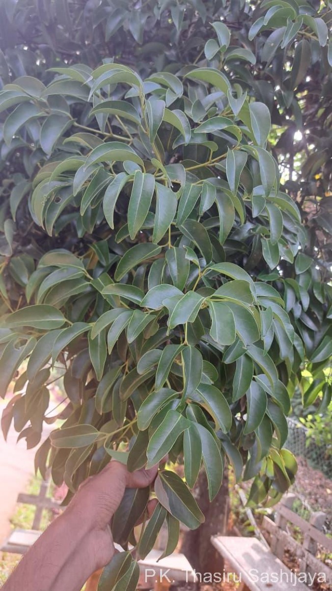 Cinnamomum citriodorum Thwaites