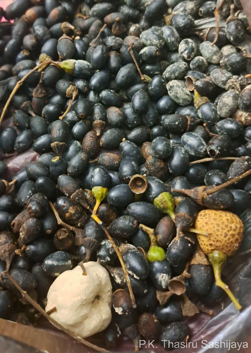 Cinnamomum citriodorum Thwaites