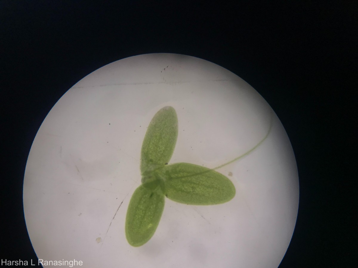 Lemna aequinoctialis Welw.