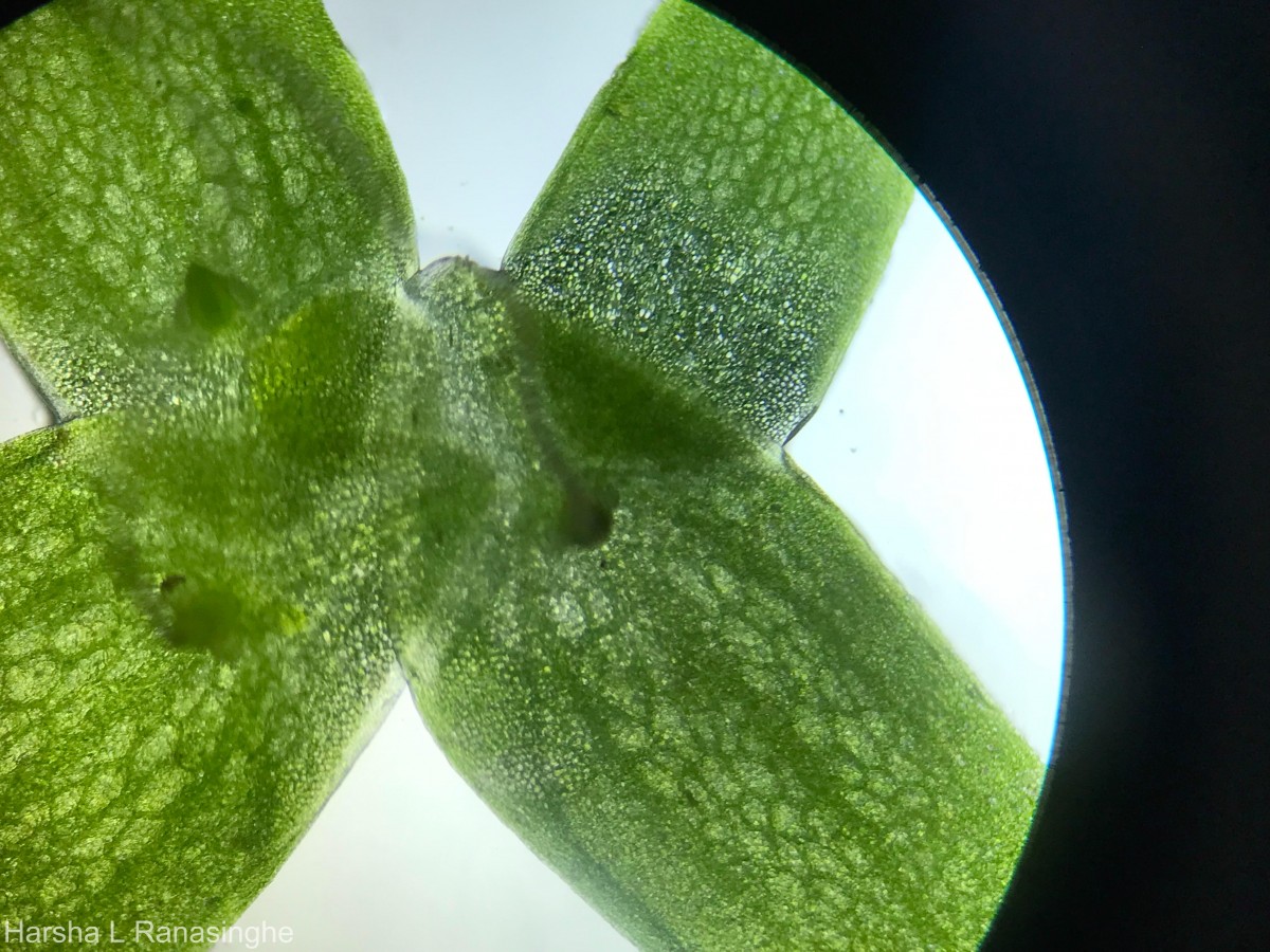 Lemna aequinoctialis Welw.