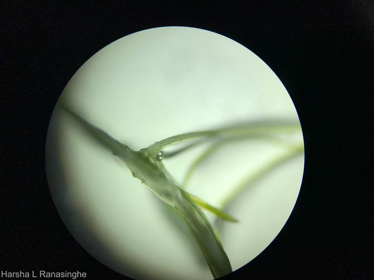 Lemna aequinoctialis Welw.