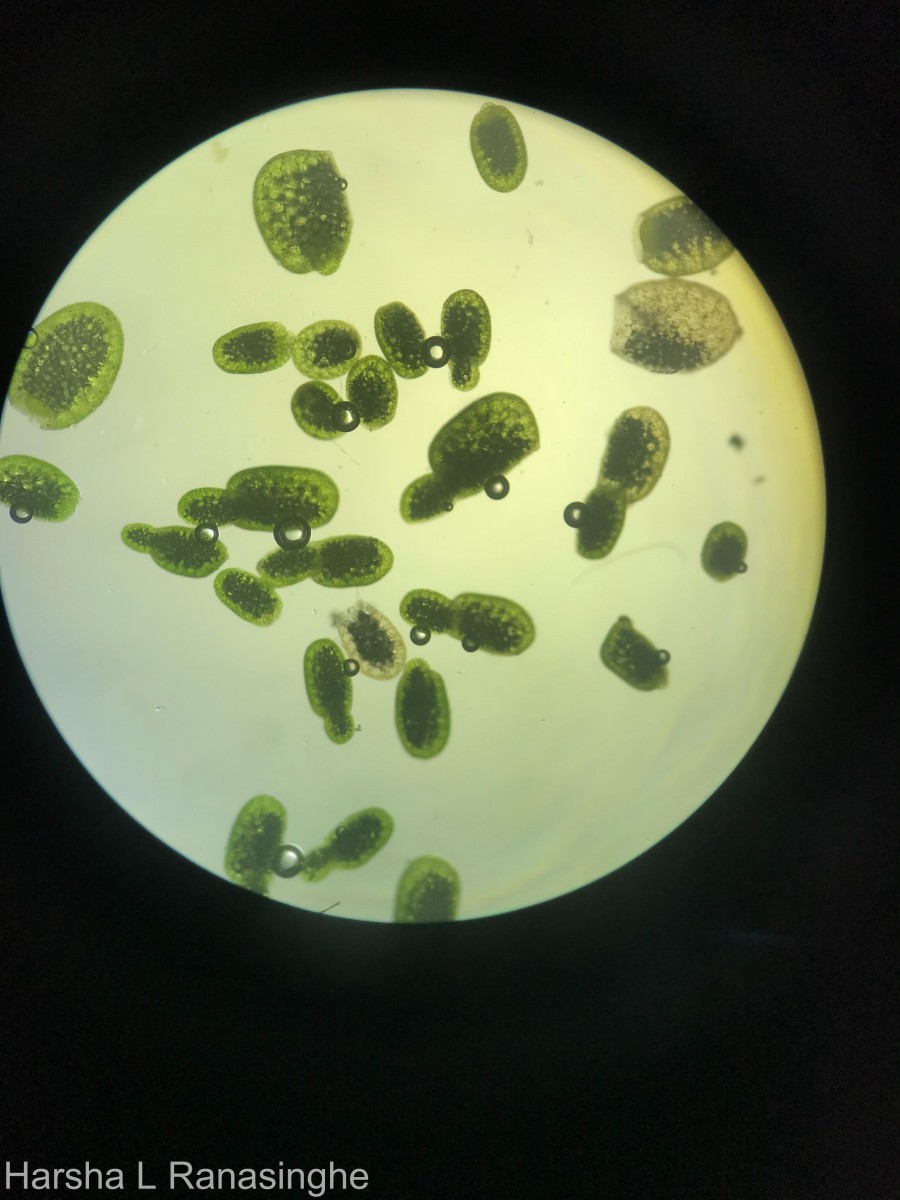 Wolffia neglecta Landolt