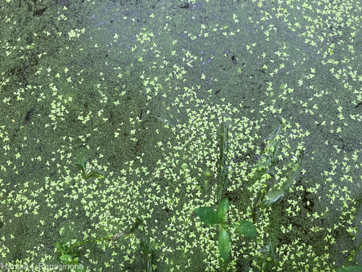 Wolffia neglecta Landolt