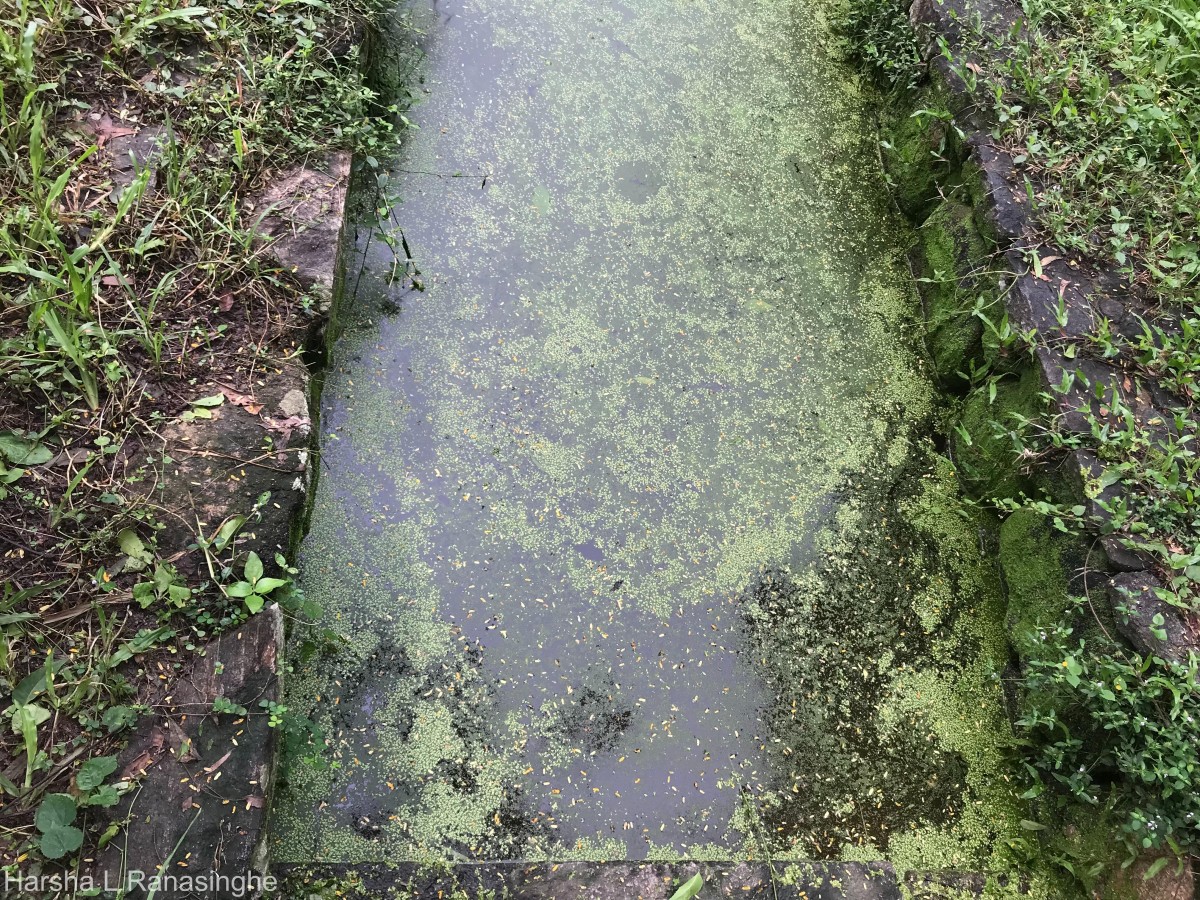 Wolffia neglecta Landolt