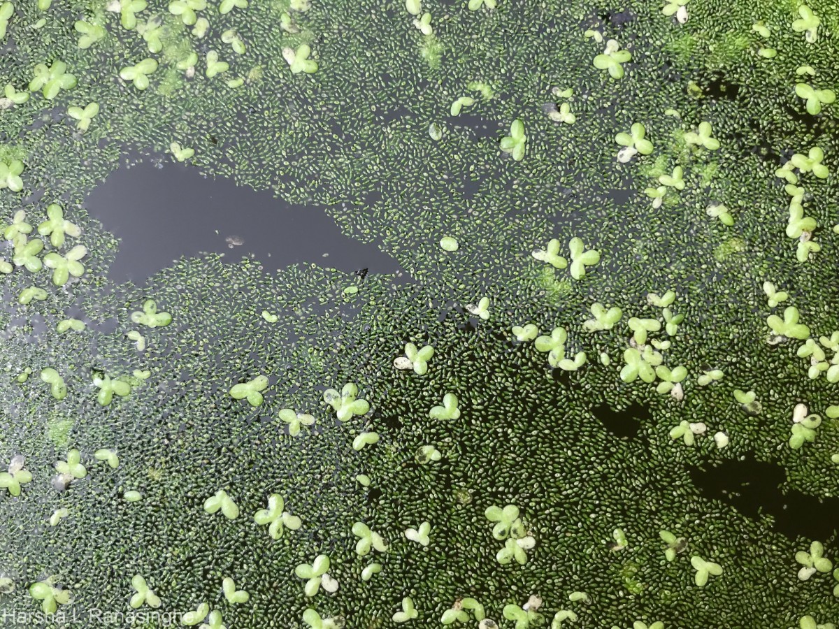 Wolffia neglecta Landolt