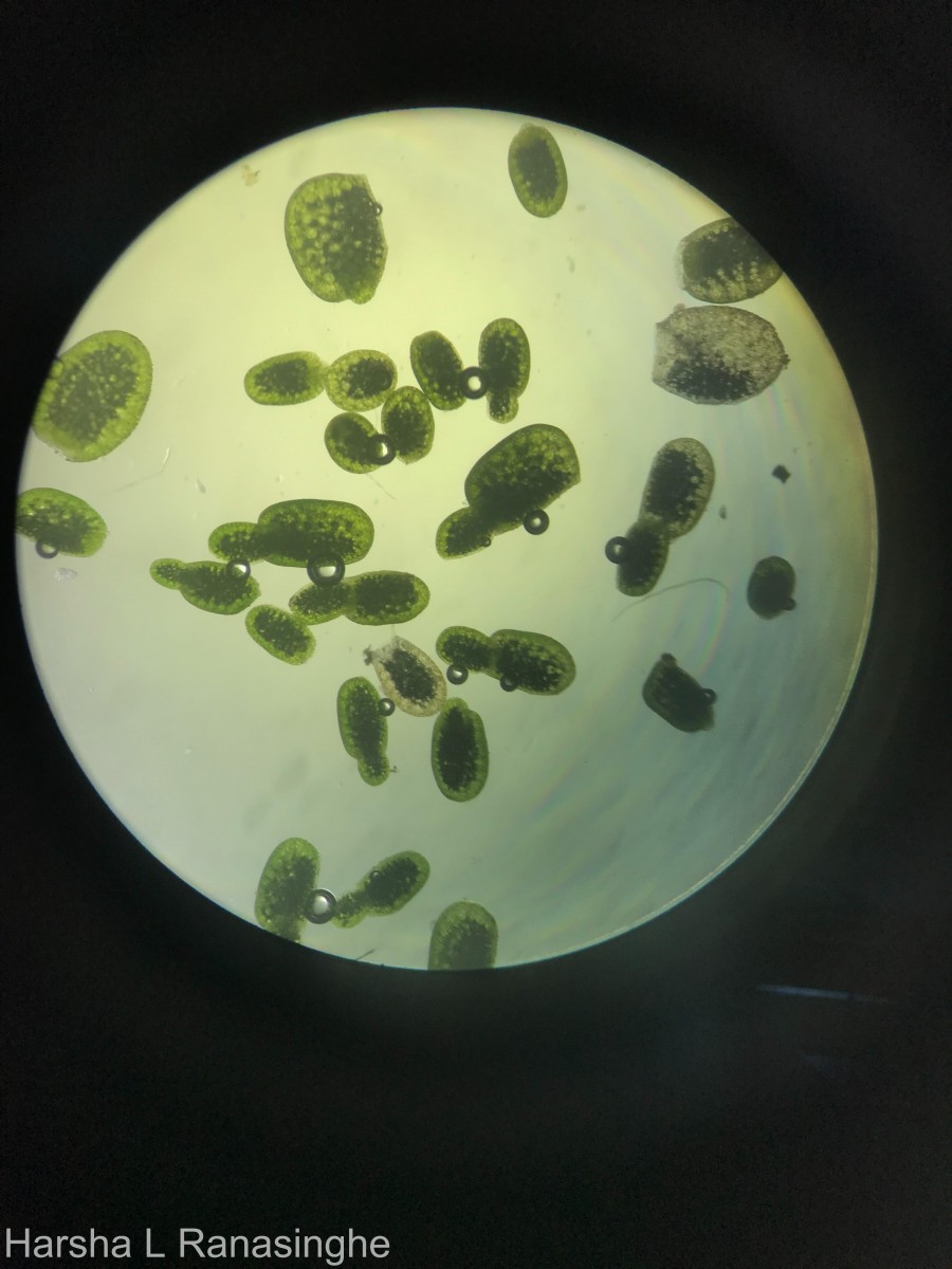 Wolffia neglecta Landolt