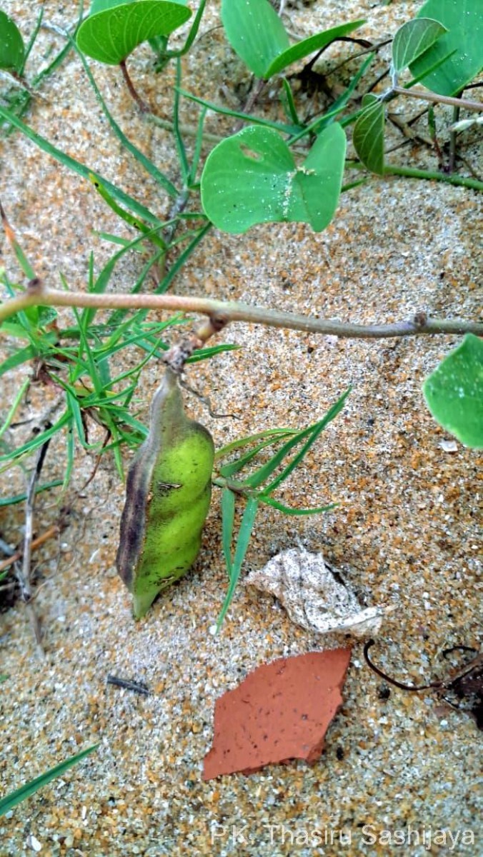 Canavalia rosea (Sw.) DC.