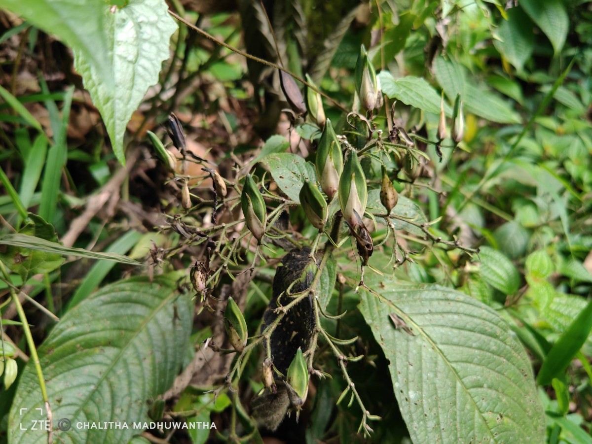 Barleria vestita T.Anderson