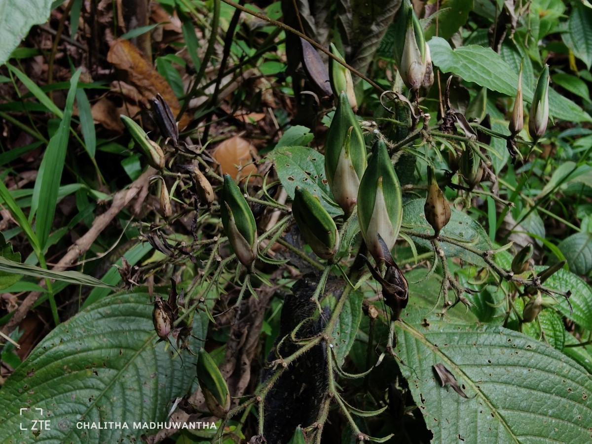 Barleria vestita T.Anderson