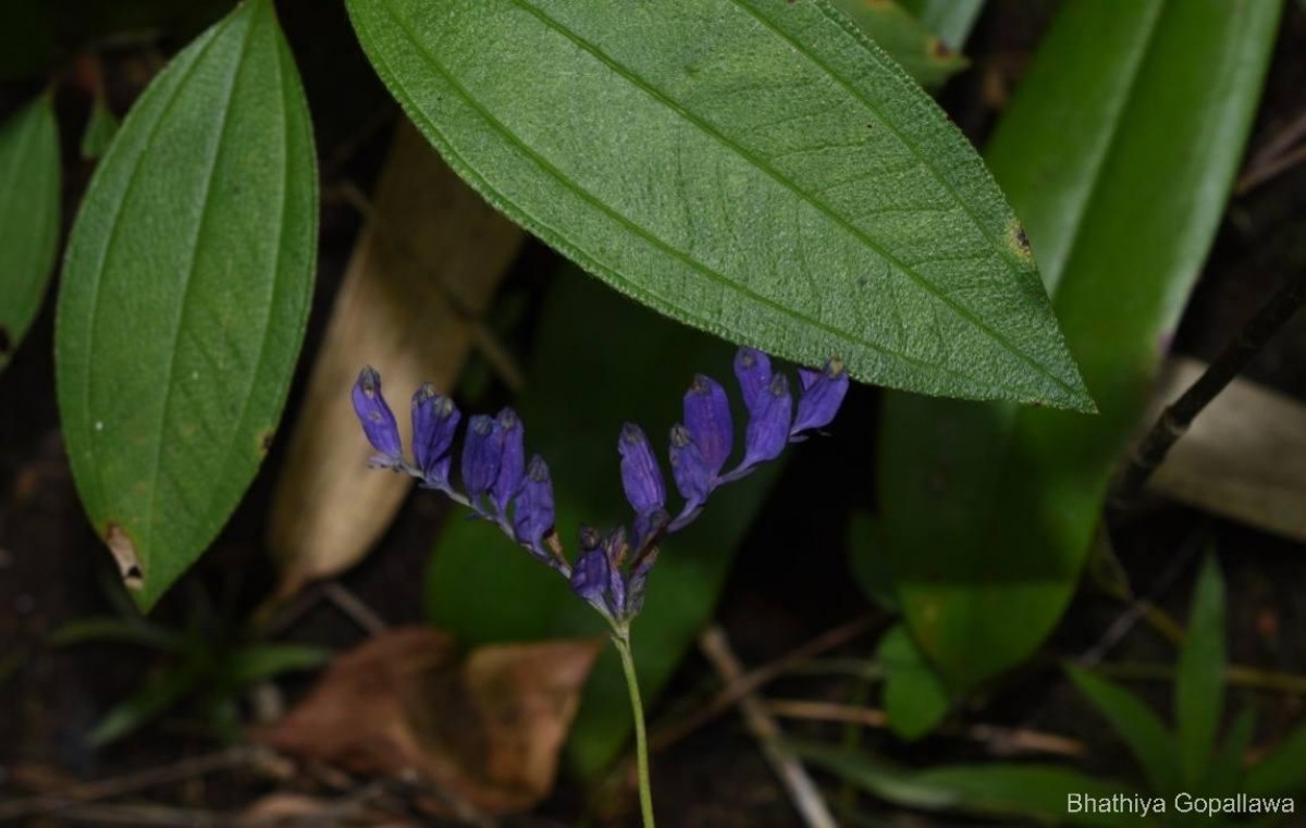 Burmannia disticha L.