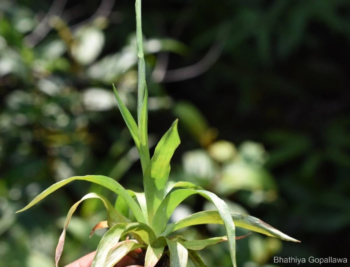 Burmannia disticha L.