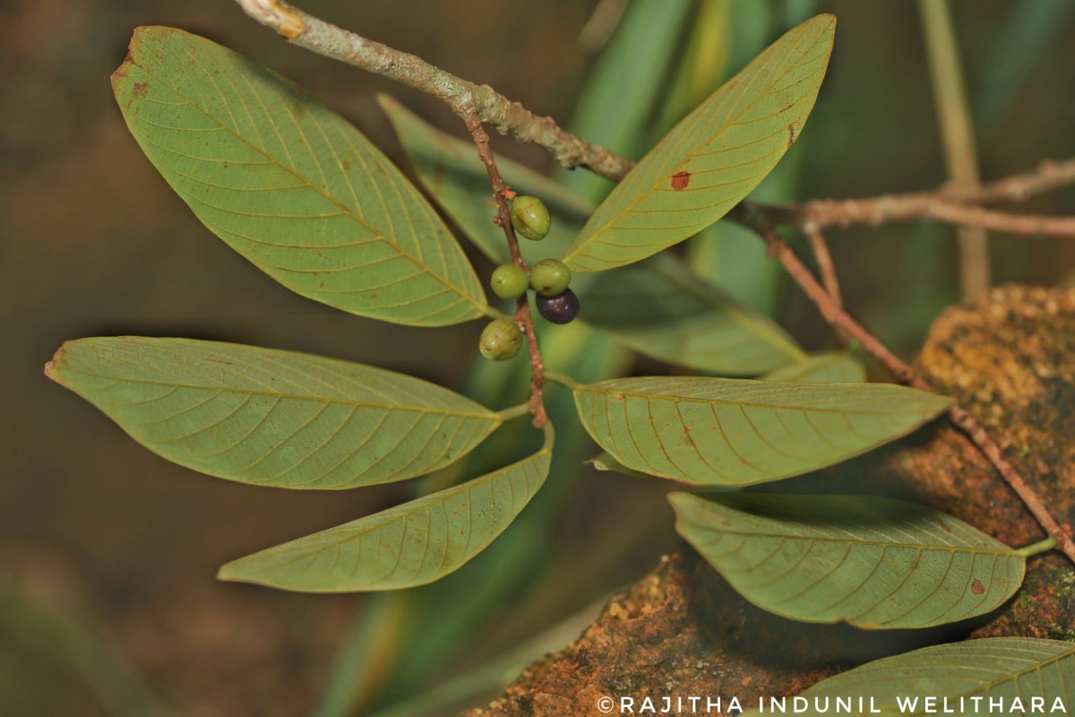 Bridelia moonii Thwaites