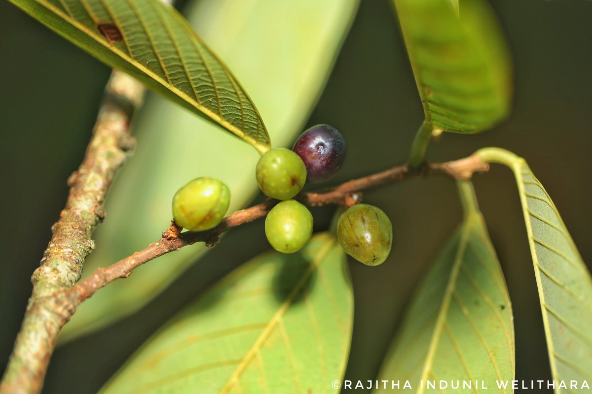 Bridelia moonii Thwaites