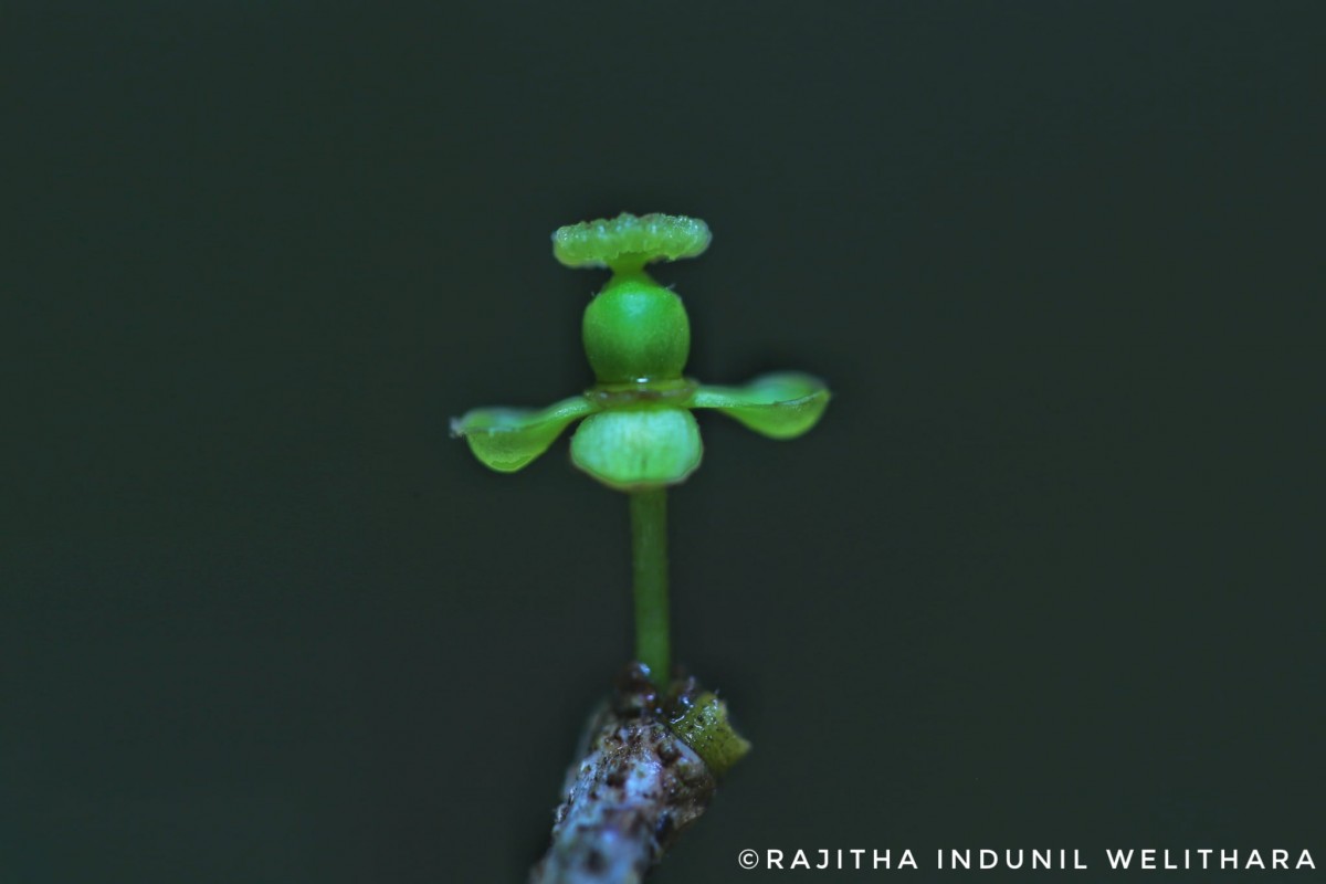 Drypetes sepiaria (Wight & Arn.) Pax & K.Hoffm.