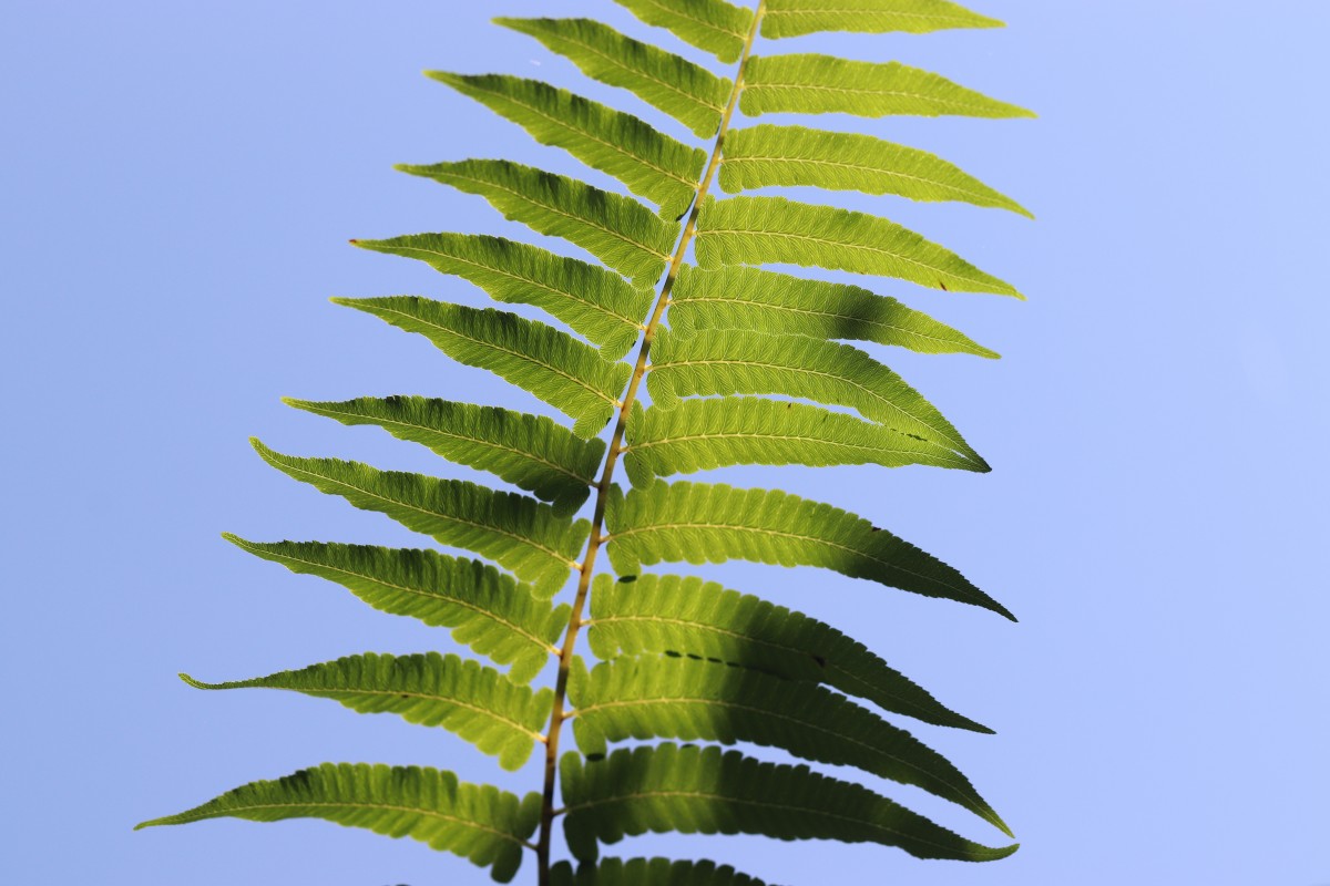 Diplazium esculentum  (Retz.) Sw.