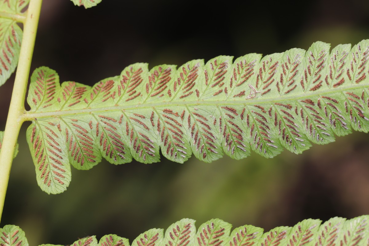 Diplazium esculentum  (Retz.) Sw.