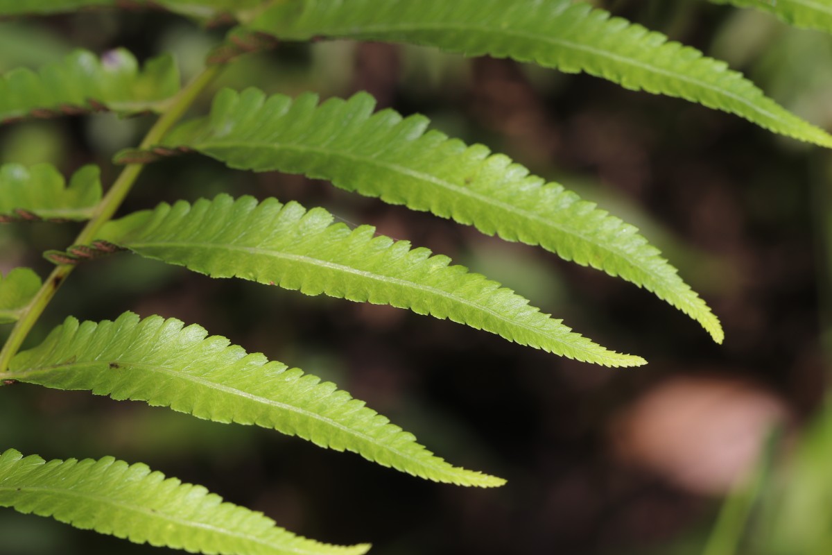 Diplazium esculentum  (Retz.) Sw.