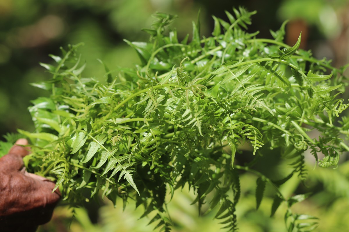 Diplazium esculentum  (Retz.) Sw.