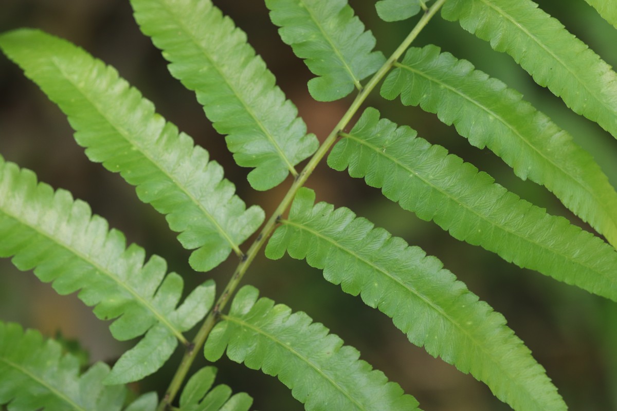 Diplazium esculentum  (Retz.) Sw.