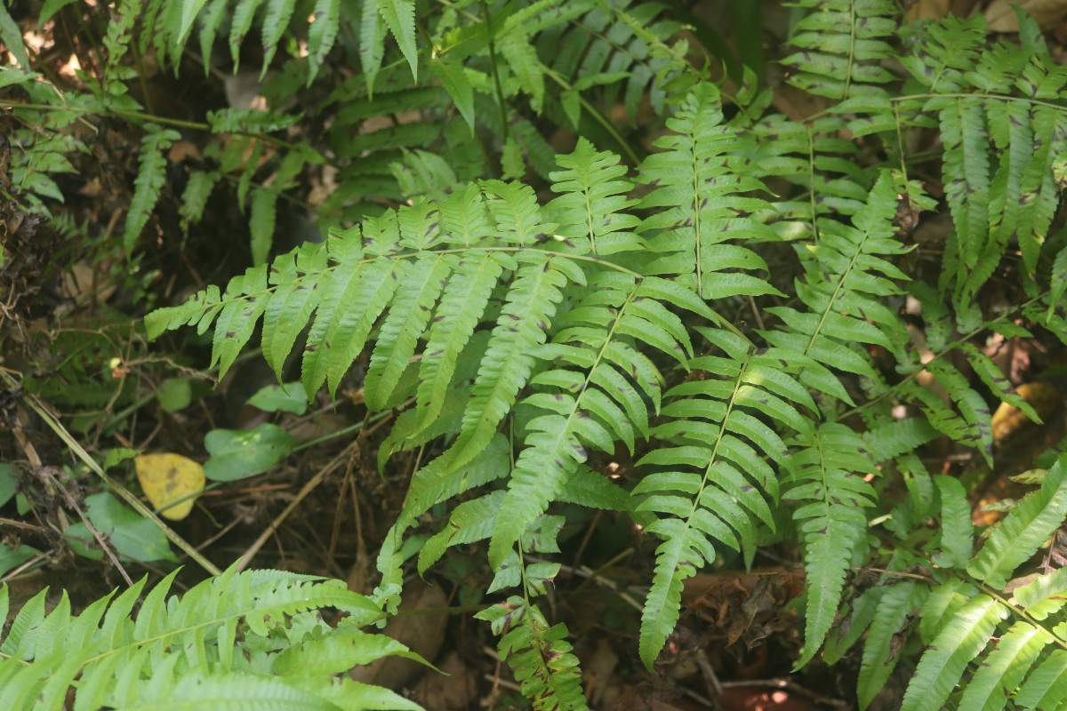 Diplazium esculentum  (Retz.) Sw.