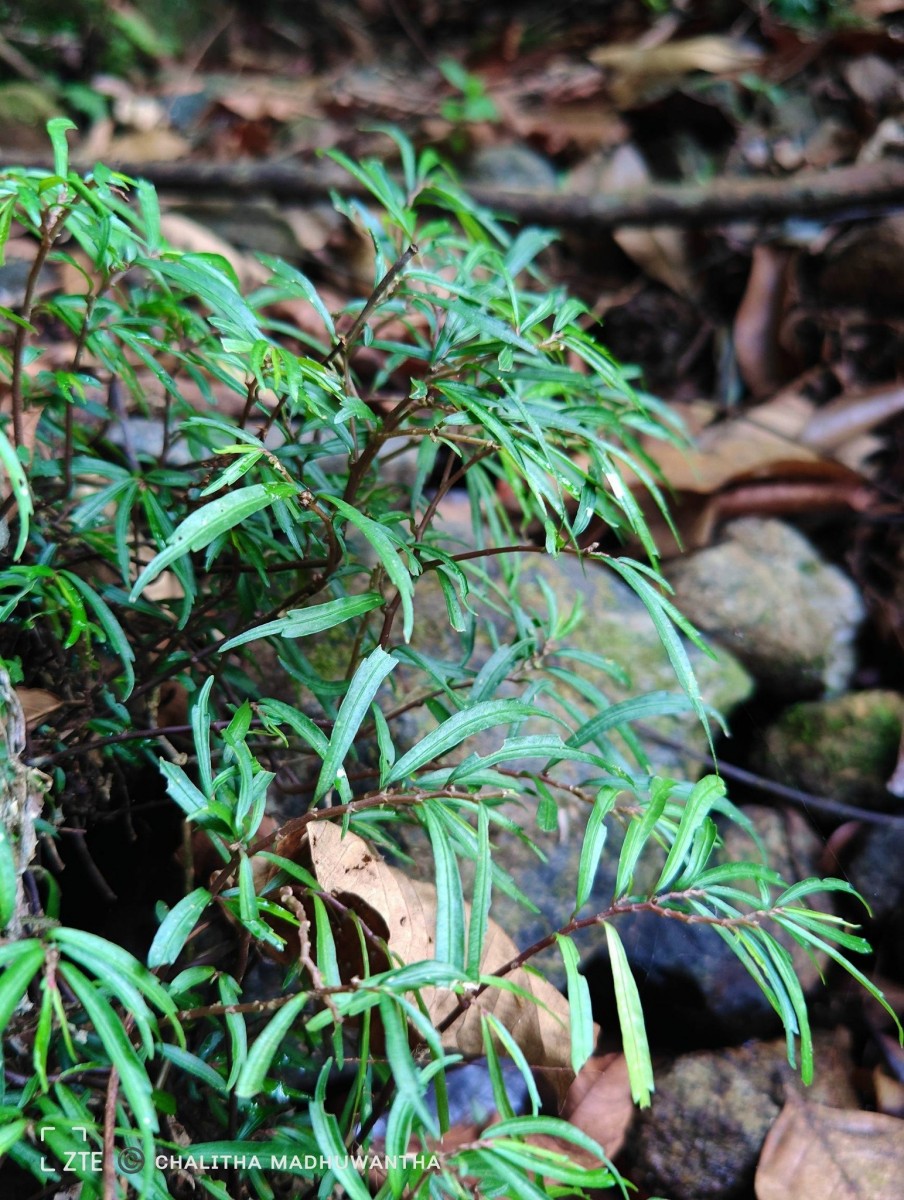 Elatostema lineolatum var. falcigerum Wedd.