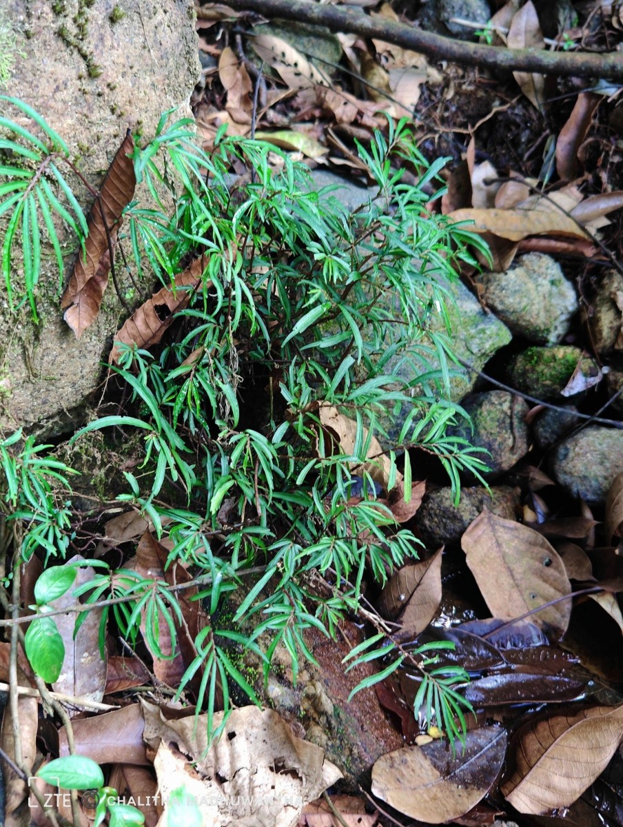 Elatostema lineolatum var. falcigerum Wedd.