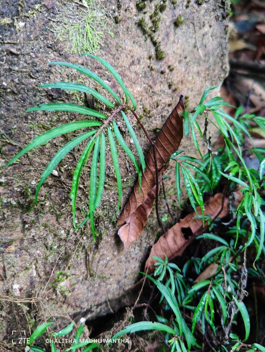 Elatostema lineolatum var. falcigerum Wedd.