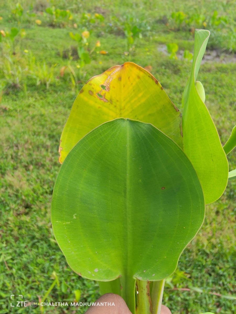 Limnocharis flava (L.) Buchenau