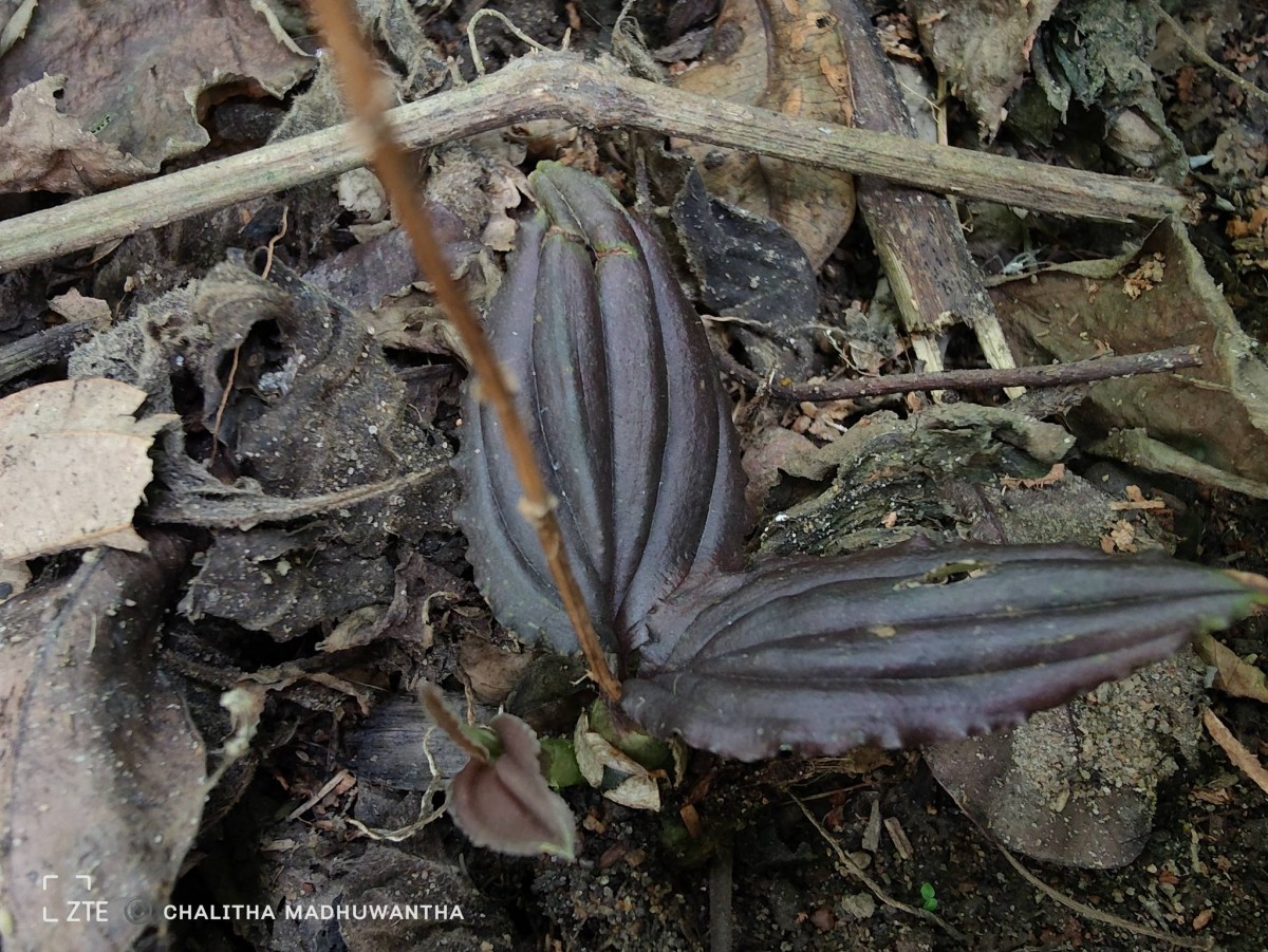 Liparis wightiana Thwaites