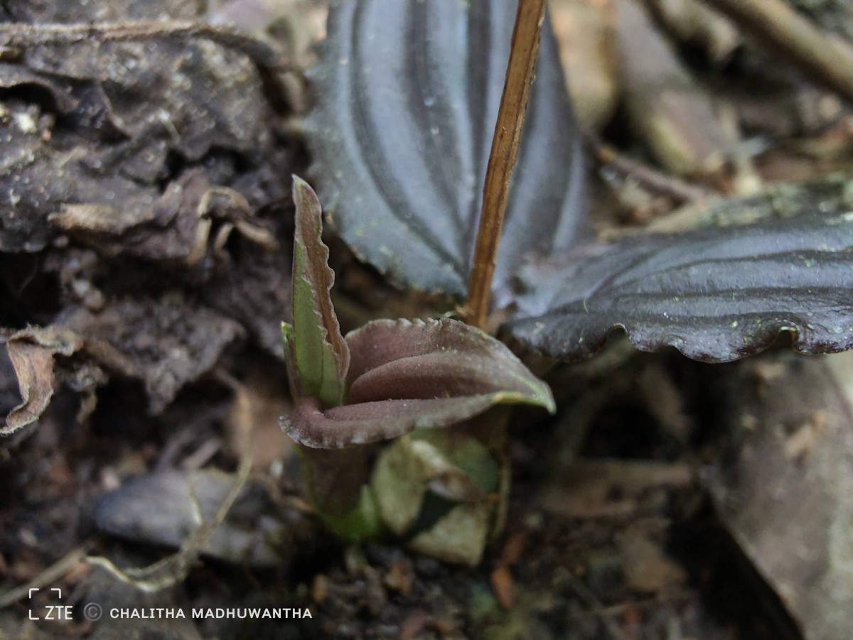 Liparis wightiana Thwaites