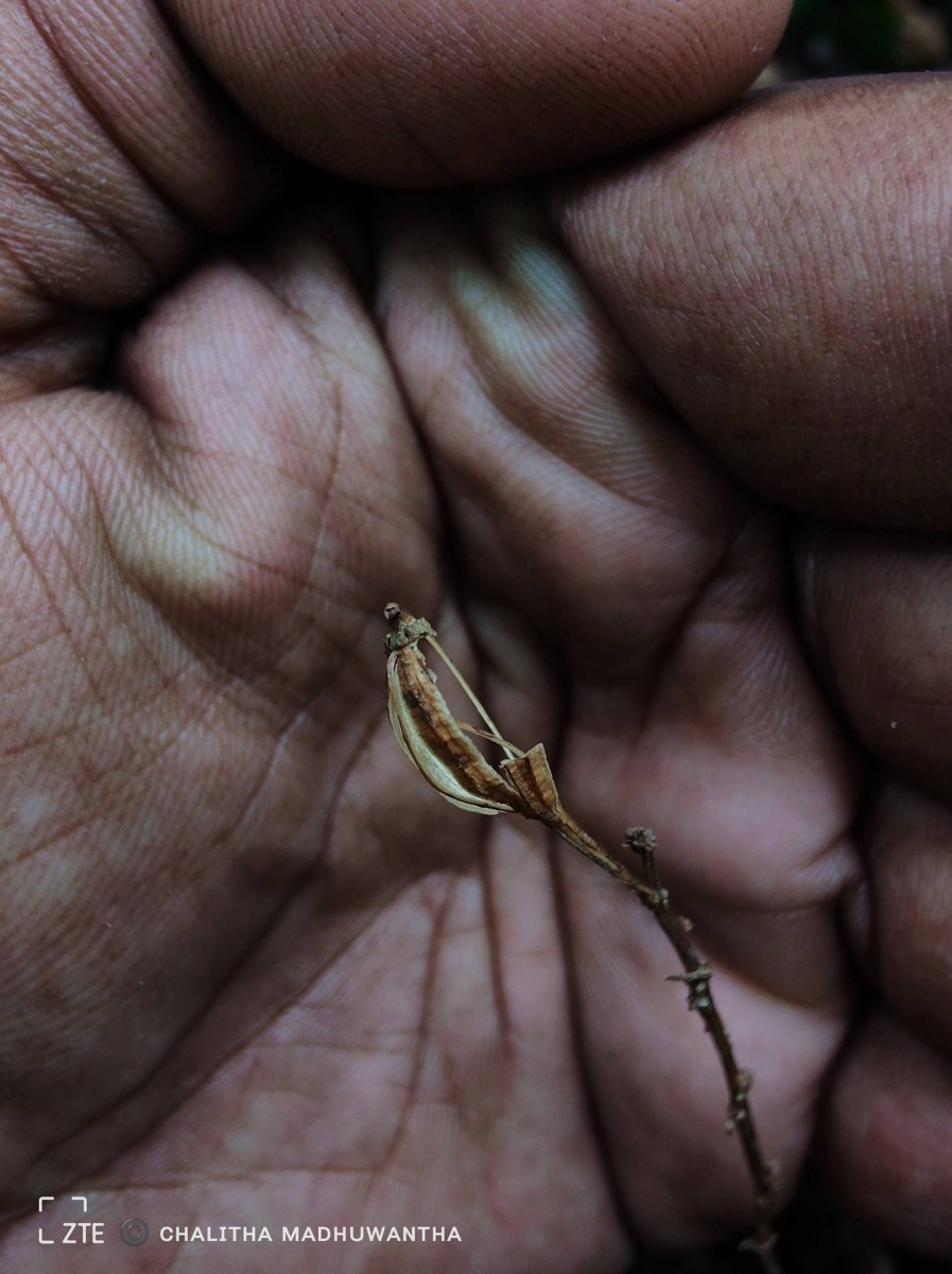 Liparis wightiana Thwaites