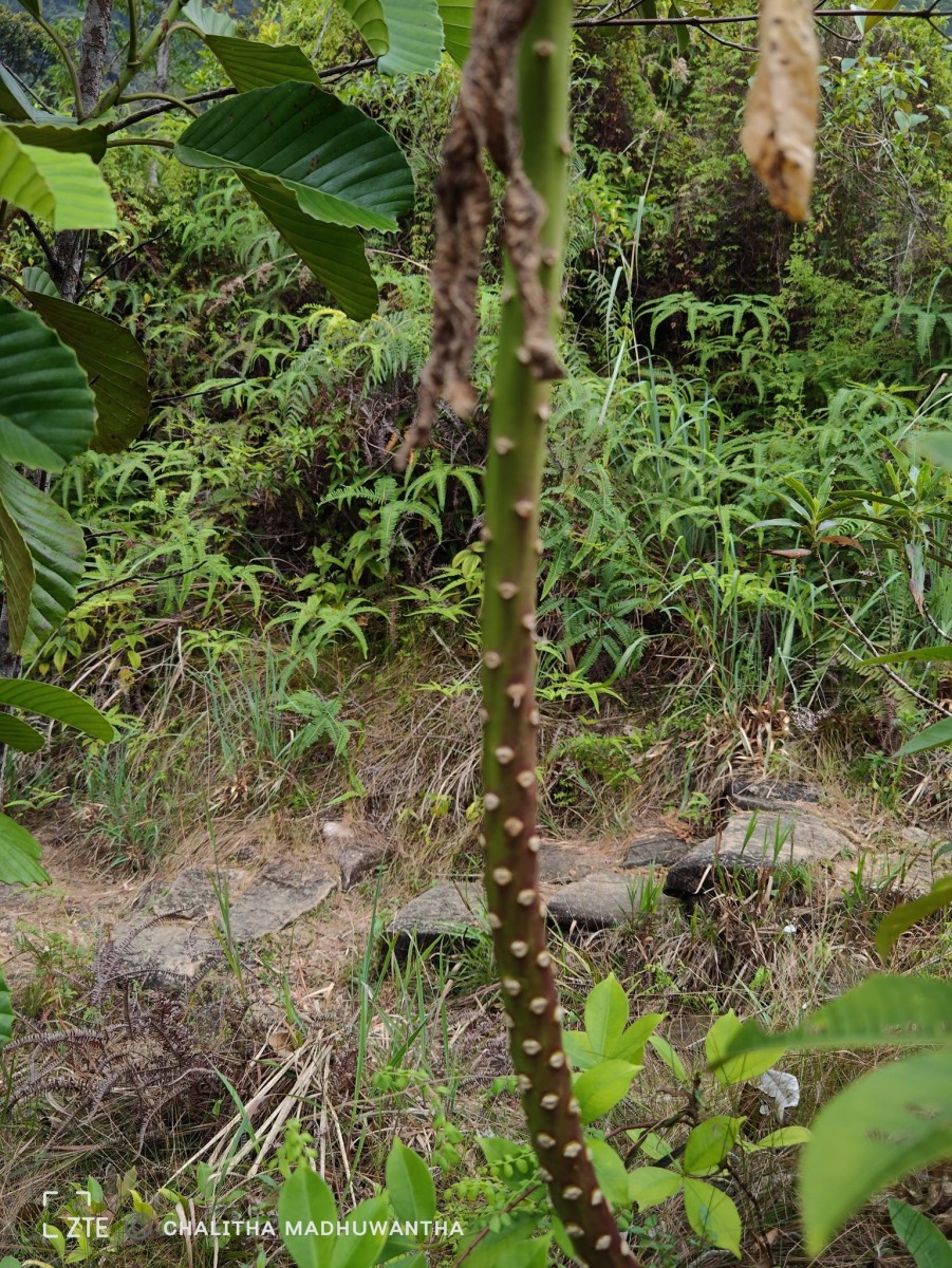 Lobelia nicotianifolia Roth