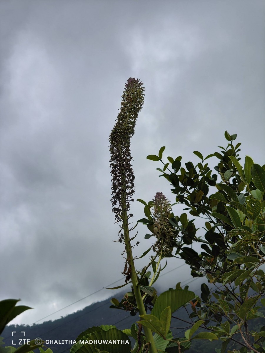 Lobelia nicotianifolia Roth