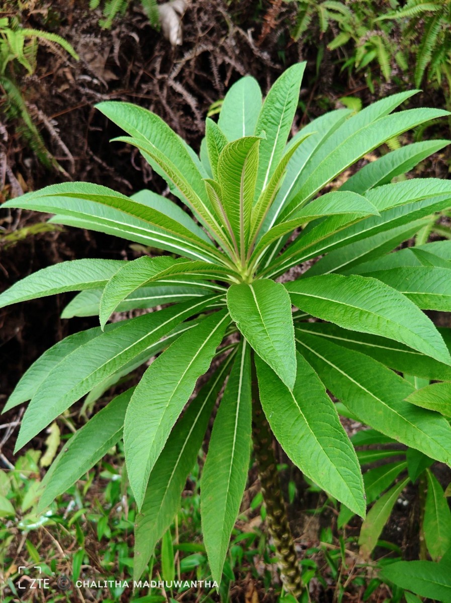 Lobelia nicotianifolia Roth