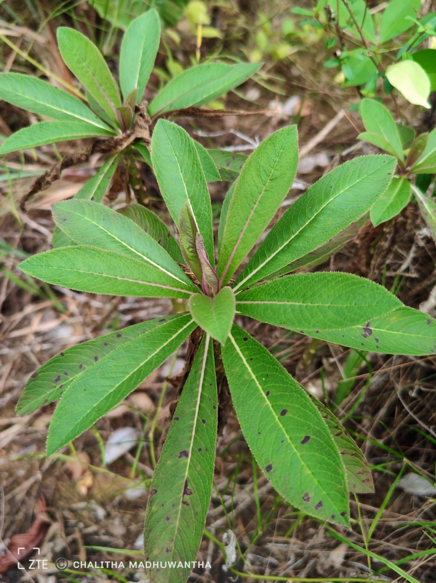 Lobelia nicotianifolia Roth