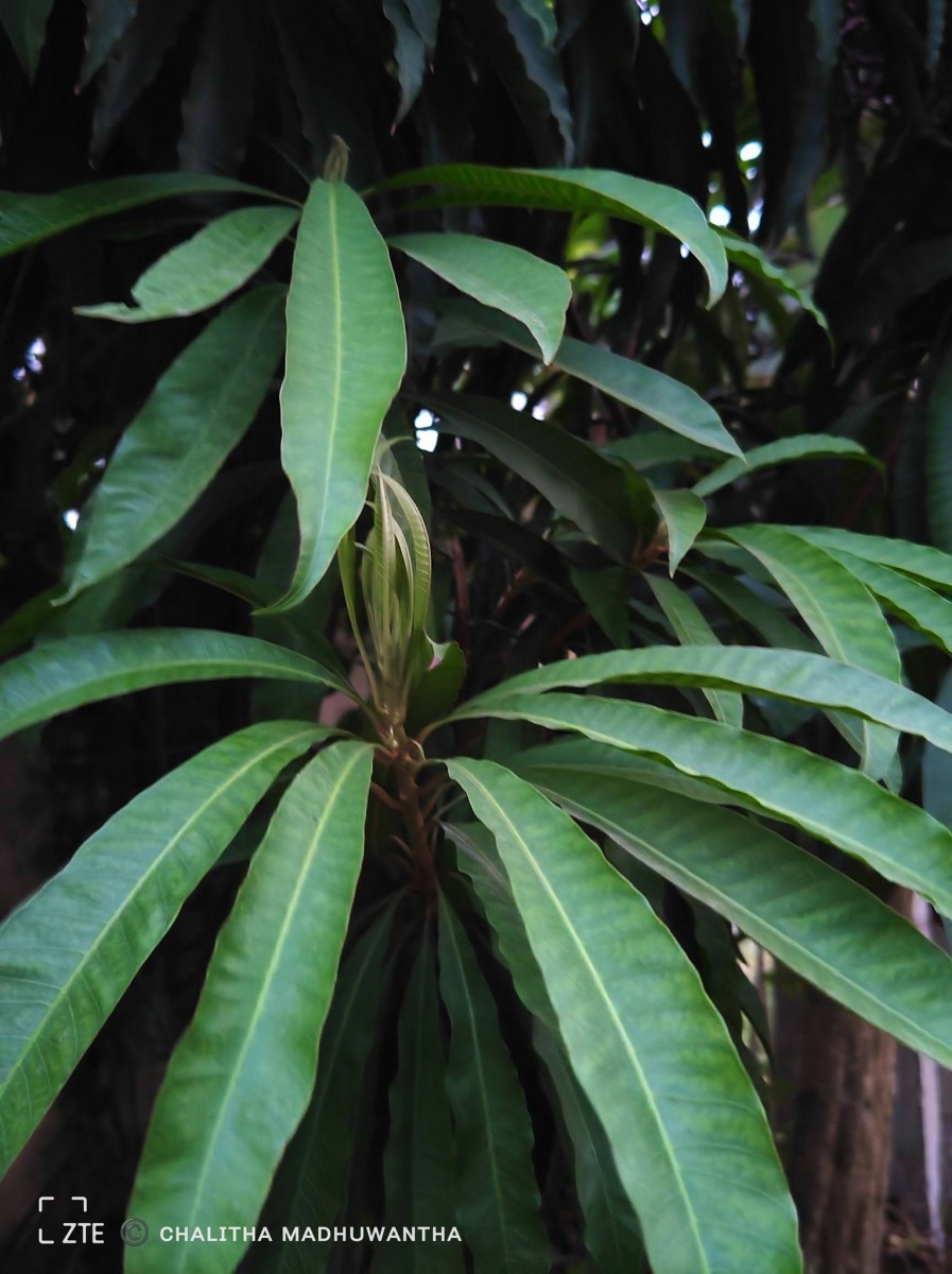 Lucuma campechiana Kunth